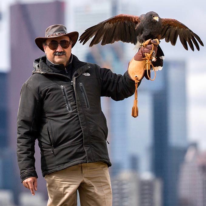 master falconer dan frankian